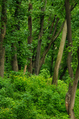 Summer forest trees. Nature green foliage with sunlight.