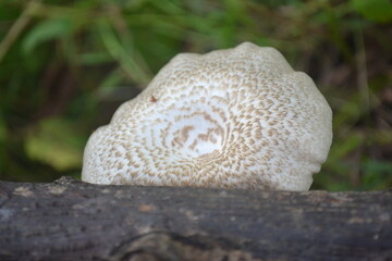 Mushroom or Fungi Living on Tree Bark in the Garden