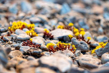 Yellow summer wildflowers with limestone bluff under blue sky background