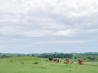 Naklejka na ściany i meble Cows in a herd are grazing on a meadow in Denmark