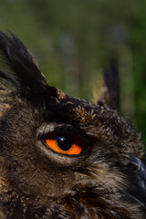 Uhu, Bubo bubo, Nahaufnahme mit orangenen Augen und schwarzem Schnabel, typische Uhu Ohren	
