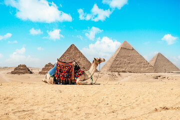 Camel sitting in front of Great Pyramids of Giza in Egypt. Pyramids against a bright blue sky