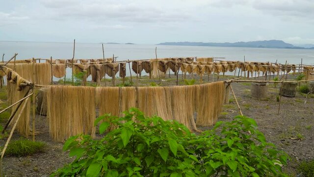 Abaca fiber, known as Manila Hemp, drying on the beach. Philippines.