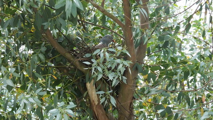 Obraz premium branchages