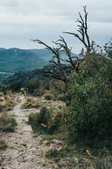 pine tree on the mountain