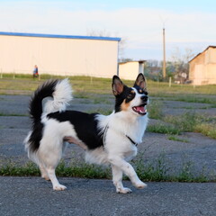 happy dog