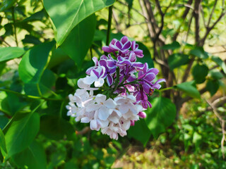 White-pink lilac flower brush