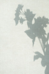 Fototapeta premium 벽에 비친 식물 실루엣 