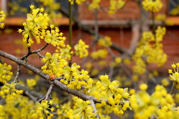 ladybug on yellow flowers in spring
