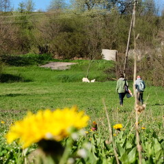 village fields with goats and dandelions