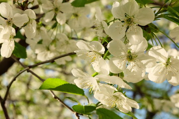 blooming tree flowers at spring apple tree