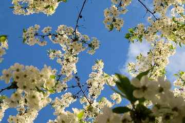 flowering apple tree at spring against the sky