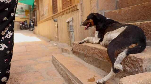 Street Resting on Stone Steps