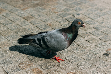 pigeon on the ground