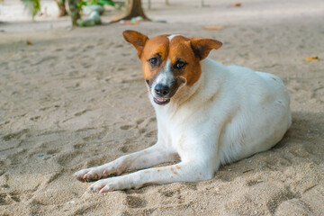 Obraz premium Dog on the beach