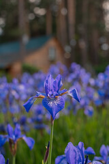 Blue irises on a flowerbed in the courtyard of the house © Irina