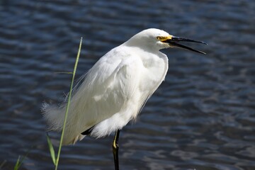 Snowy Egret Orlando Florida