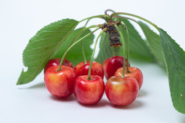 Ripe sweet cherry on a branch with leaves on a white background. Delicious fruit