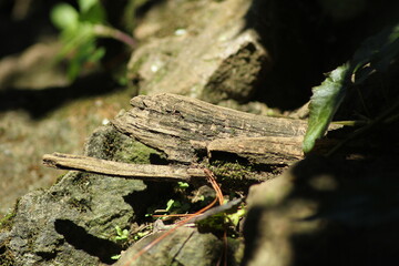 Close up of a log in a stone wall