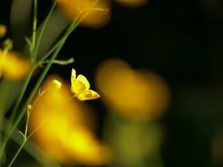 Buttercup yellow flower on bokeh background