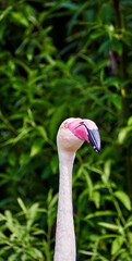 Frontal portrait of a flamingo, Phoenicopterus roseus, against a blurred background with green leaves