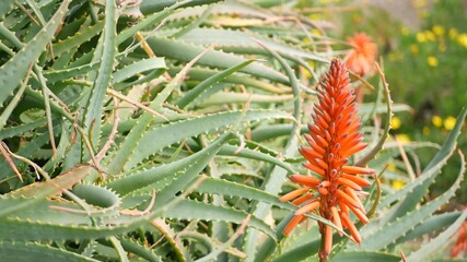 Aloe succulent plant red flower, California USA. Desert flora, arid climate natural botanical close up background. Vivid juicy bloom of Aloe Vera. Gardening in America, grows with cactus and agave.