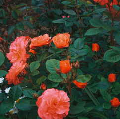 red and yellow roses