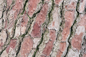 Close up of a tree trunk wood with diagonals pattern.