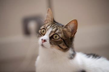 Portrait of a cute cat looking away