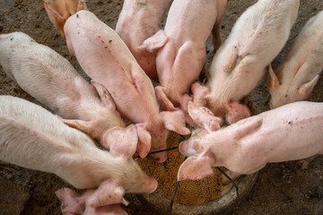 .Piglets are scrambling to eat food in a pig farm.
