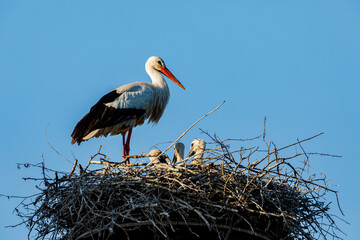 A white stork on the bird nest
