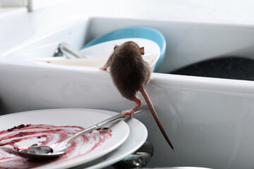 Rat and dirty dishes in kitchen sink. Pest control - obrazy, fototapety, plakaty