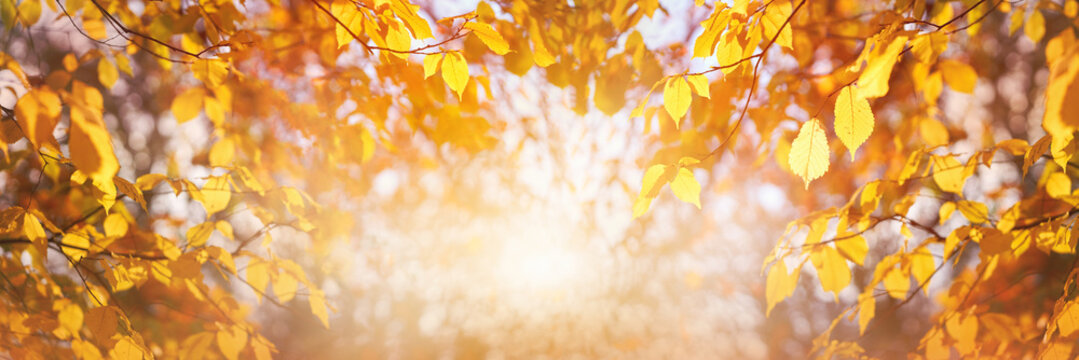 Golden brown tree leaves and autumn a bright sunny yellow sky background at sunrise.