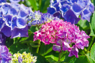 Colorful Hydrangea Flower in Bloom