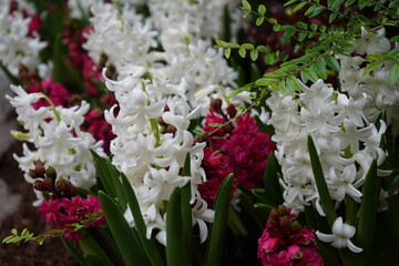 Butchart Gardens, Victoria, British Columbia, Canada