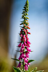 A pink digitalis in the forest
