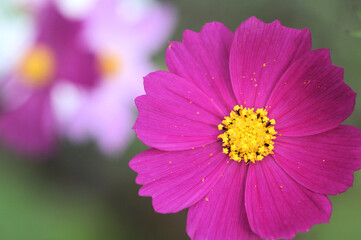 Obraz premium コスモス 赤