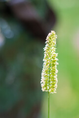 Blühende Grasähre im Gegenlicht. Nahaufnahme und unscharfer Hintergrund.