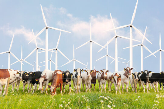 Row of curious Dutch dairy cows in front of large wind turbines