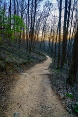 Trail in the forest at sunset