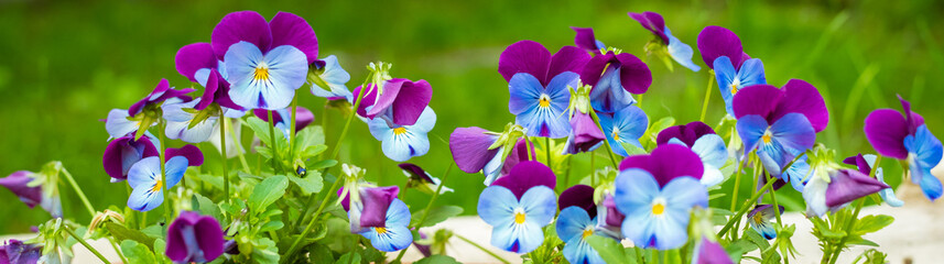 Tricolor pansy flower plant, summer time