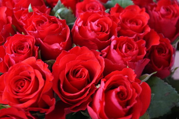 50 roses rouges-2