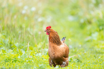 healthy chicken in the garden..