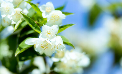 Obraz na płótnie Canvas Fresh jasmine branch with white flowers on blue sky background