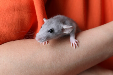 Woman with cute small rat, closeup view