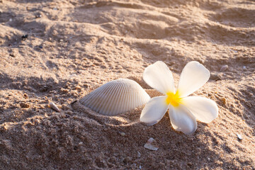 Plumeria or frangipani flowers with sea shell cockle solid shadow in evening on sand beach at coast. for massage aroma therapy spa set in luxury hotel bathroom. summer travel holidays tropical.