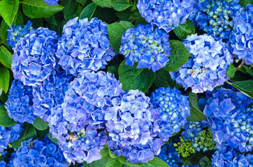 Colorful Hydrangea Flower in Bloom viewed from Above