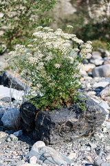 Milfoil flowers grows out of a rock face. 