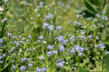 Small blue flowers - forget-me-not and green grass.