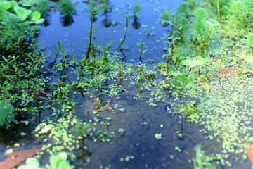 Myriophyllum aquaticum plant is in a river with clear water flow